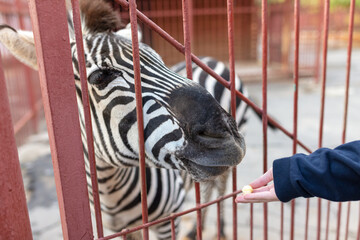 Fototapeta na wymiar Zebra eats from the hand