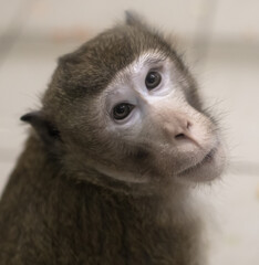 Close up portrait of a monkey