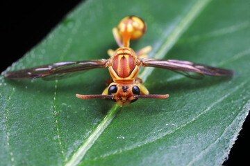 Wasps live on wild plants in North China