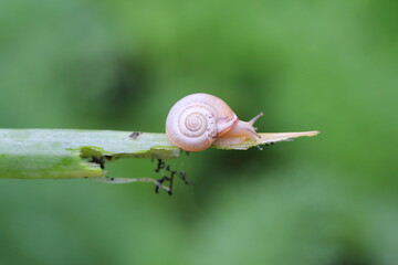 Snail on damaged vegetables in the garden