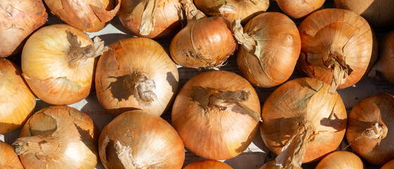 Banner fresh raw bulbs onion background texture dryed in the sun