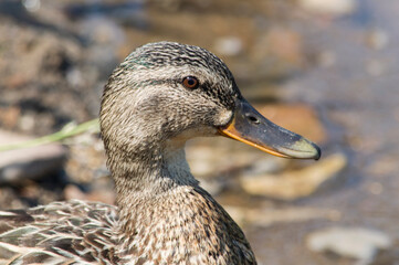 Close-up portrait of a duck. Side view.
