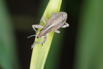 Sitona griseus is a species of weevil Curculionidae, pest of seradella, lupines and other Fabaceae.