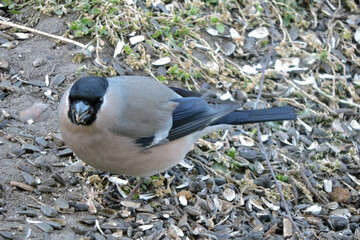 A female bullfinch sitting on ground and eating sunflower seeds