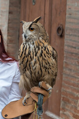 Eagle owl closeup