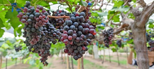 bunch of grapes