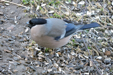 A female bullfinch sitting on ground and eating sunflower seeds