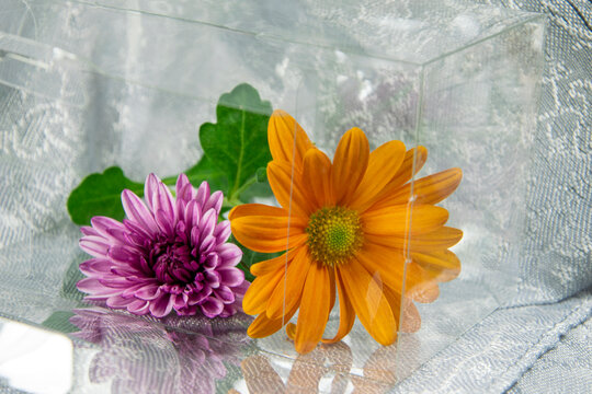 Dos crisantemos de distinto color encerrados en una caja de pl&aacute;stico transparente.