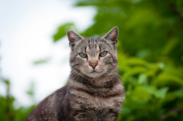 Streunerkatze