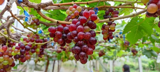 berries on a branch