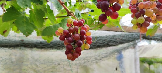 bunch of grapes