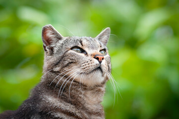 Streunerkatze