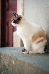 Streunerkatze