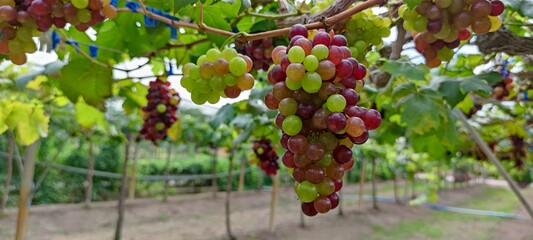 bunch of grapes