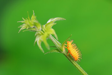 Ladybug larvae live on weeds