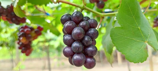 bunch of grapes