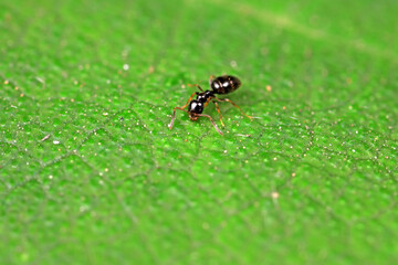 Ants on wild plants, North China