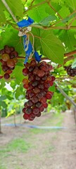 grapes in the vineyard