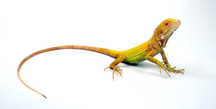 Green iguana, albino // Gr&uuml;ner Leguan, Albino (Iguana iguana)