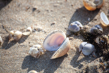 shells on the beach sand