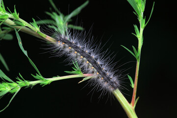 The larvae of moths are covered with bristles and look terrible