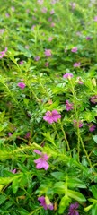 close up of pink flower