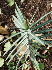 Blätter der Kreuzblättrigen Wolfsmilch - Euphorbia lathyris - nach einem geometrischen Prinzip...