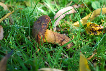 Obraz premium Champignons sauvages à la lisière d'un bois