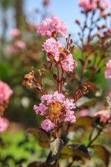 Close-up view on the pink flowers of lagerstroemia indica