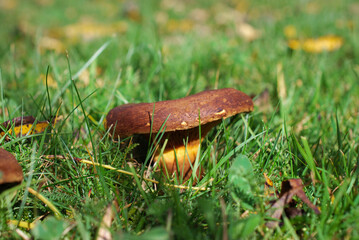 Champignons sauvages à la lisière d'un bois