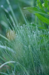 Meadow grass and weeds, dew and raindrops sparkling in the sun. Close-up, blurred background