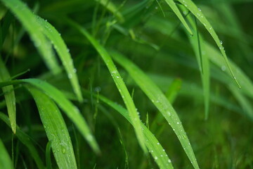 Obraz premium Meadow grass and weeds, dew and raindrops sparkling in the sun. Close-up, blurred background