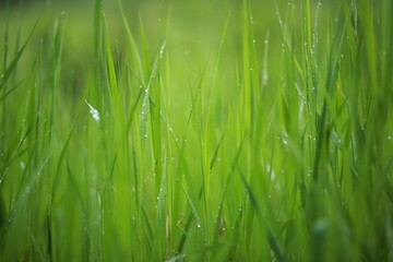 Meadow grass and weeds, dew and raindrops sparkling in the sun. Close-up, blurred background