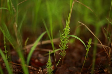Meadow grass and weeds, dew and raindrops sparkling in the sun. Close-up, blurred background