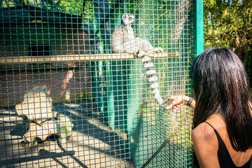 Female woman toucing cute lemur inside the cage. Dendrological park. Georgia.2020 © Evaldas