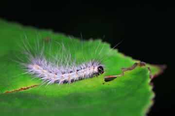 The larvae of moths are covered with bristles and look terrible