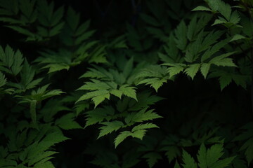 Close-up of bushes, dark green foliage.
