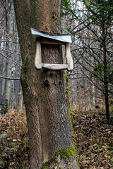 Tree with empty frame, Little Fatra, Slovakia