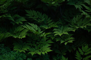 Naklejka na ściany i meble Close-up of bushes, dark green foliage. 