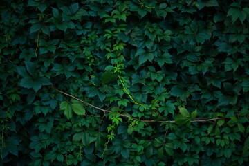 Close-up of a wall made of grape leaves. Dark green foliage.