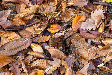 Autumn foliage background from Alpine woods