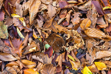 Autumn foliage background from Alpine woods