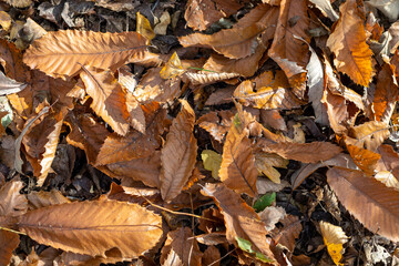 Autumn foliage background from Alpine woods