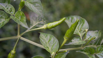 Birds Eye chilies fruit vegetables or Capsicum frutescens on the tree branches with the blurred background, footage.
