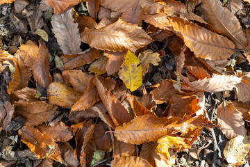 Autumn foliage background from Alpine woods