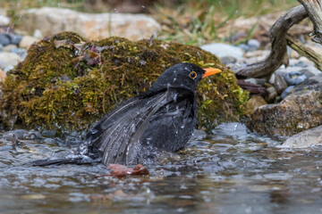 Amsel (Turdus merula) Männchen
