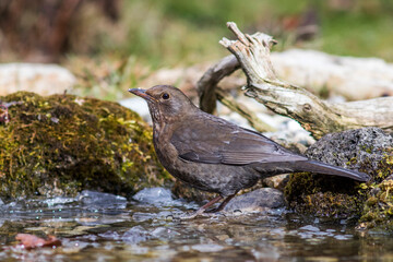 Amsel (Turdus merula) Weibchen