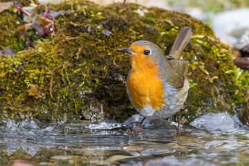 Rotkehlchen (Erithacus rubecula)