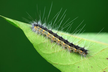 The larvae of moths are covered with bristles and look terrible