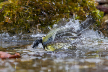 Kohlmeise (parus major)